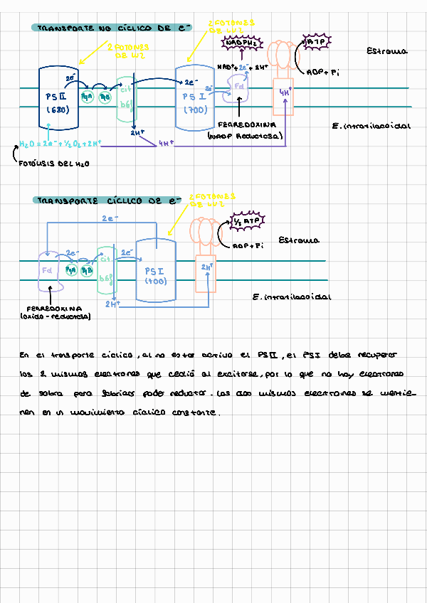 Miniatura del documento Fev-dibujos-de-explicacion-transportes.pdf