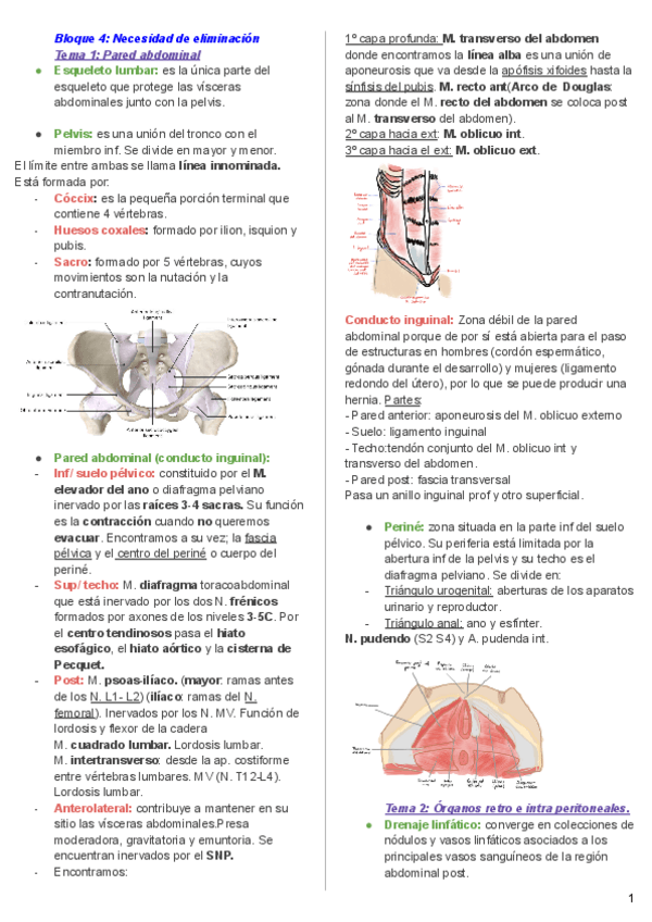 Miniatura del documento Bloque-4-Anatomia.pdf