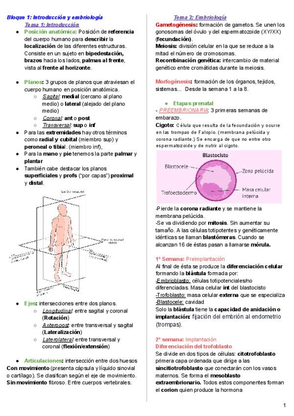 Miniatura del documento Bloque-1-Anatomia.pdf