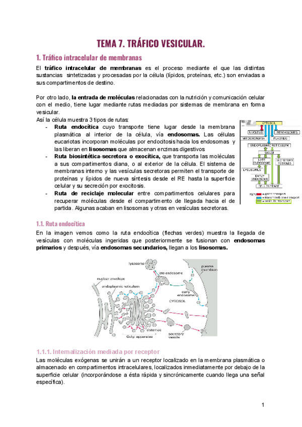 Miniatura del documento Tema-7.-Trafico-vesicular-1.pdf