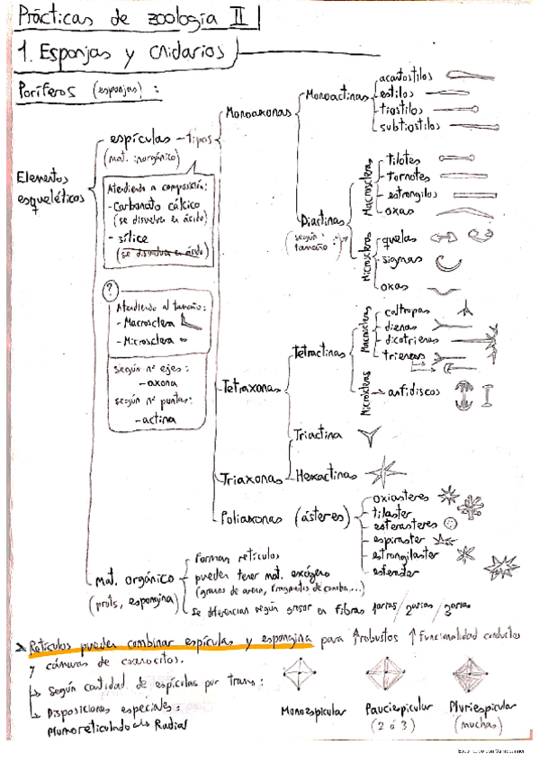 Miniatura del documento PRACTICAS-ZOOLOGIA-II-1-4.pdf