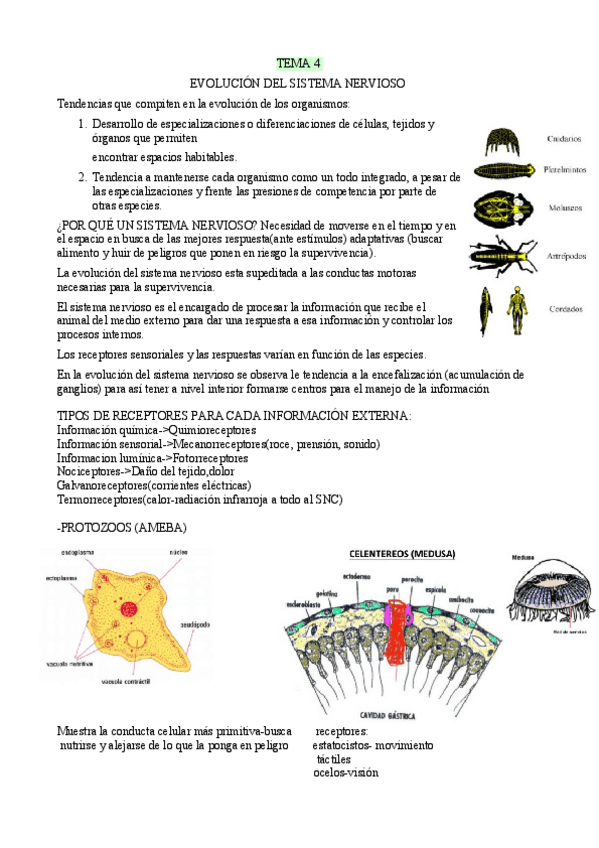 Miniatura del documento tema-4-neurociencia JUANFRAN.pdf