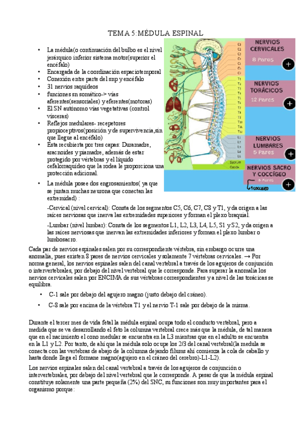 Miniatura del documento tema-5-neurociencia JUANFRAN.pdf