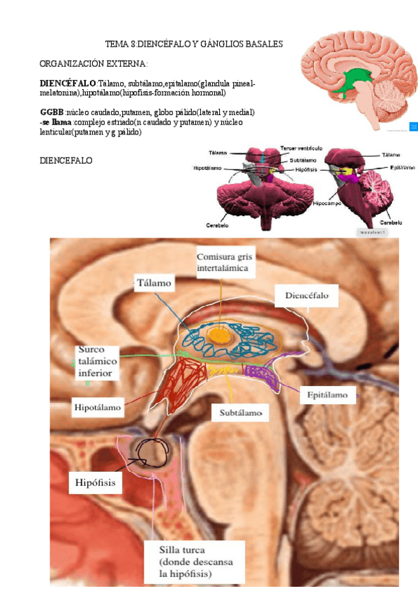 Miniatura del documento Tema-8-neurociencia-JUANFRAN.pdf