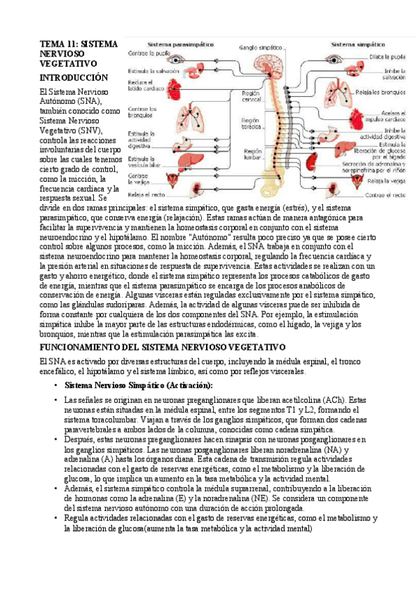 Miniatura del documento tema-11-neurociencia JUANFRAN.pdf
