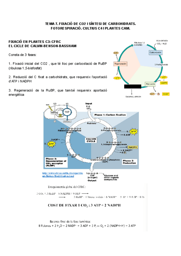 Miniatura del documento Bases-tema-7-8.pdf