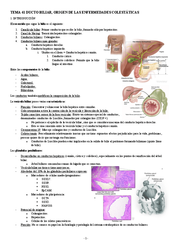 Miniatura del documento PATOLOGIA-TEMA-41-DUCTO-BILIAR-ORIGEN-DE-LAS-ENFERMEDADES-COLESTATICAS.pdf