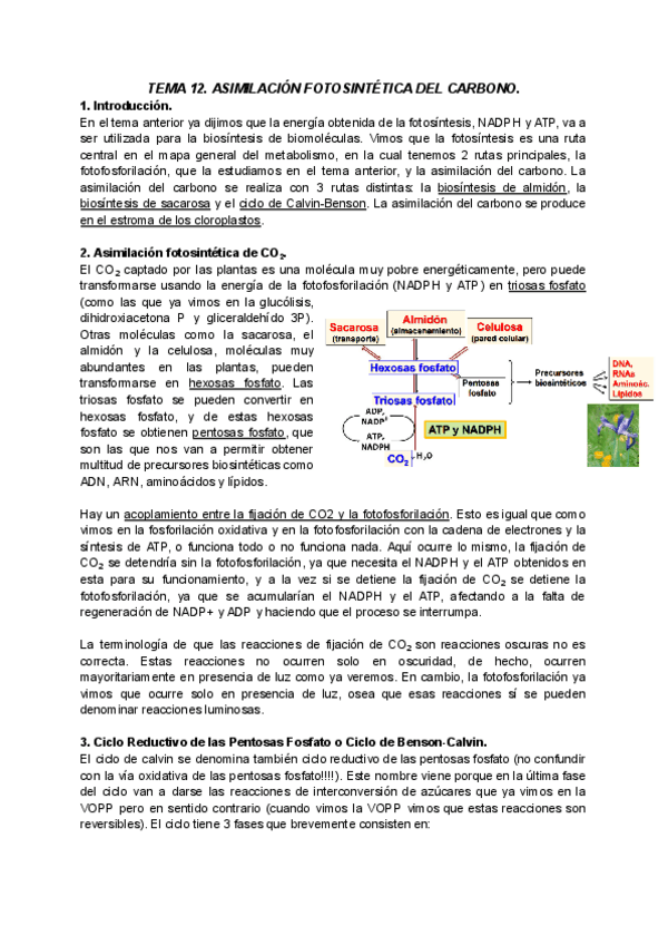 Miniatura del documento TEMA-12-BIOQUIMICA-II.pdf