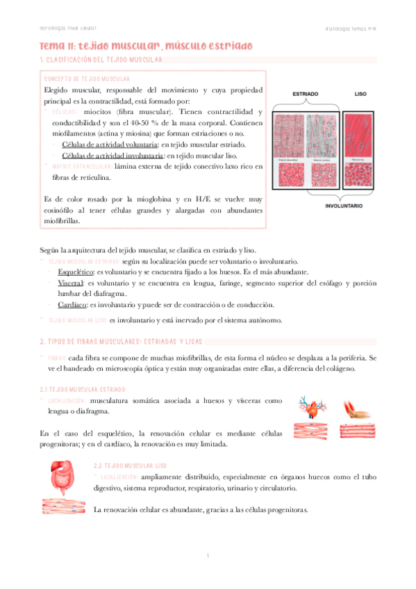 Miniatura del documento Temas-11-12-histologia.pdf