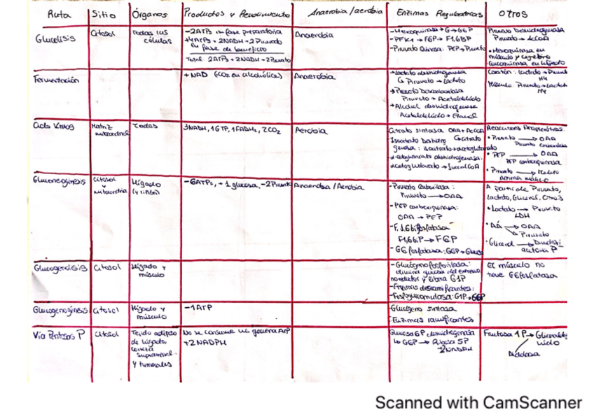 Miniatura del documento TablaResumen-Rutas-Metabolicas.pdf