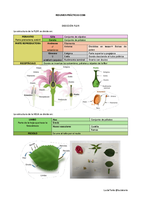Miniatura del documento EXAMEN-PRACTICO-ciencias-basicas-II.pdf