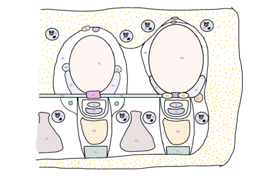 Miniatura del documento Dibujo-anatomico-metas-corte-coronal.pdf