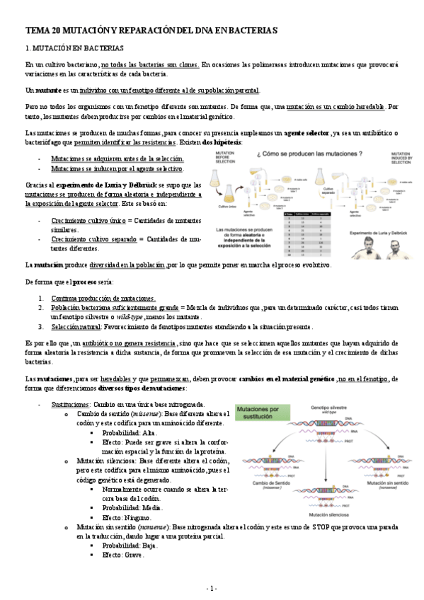 Miniatura del documento MICROBIOLOGIA-TEMA-20-MUTACION-Y-REPARACION-DEL-DNA-EN-BACTERIAS.pdf