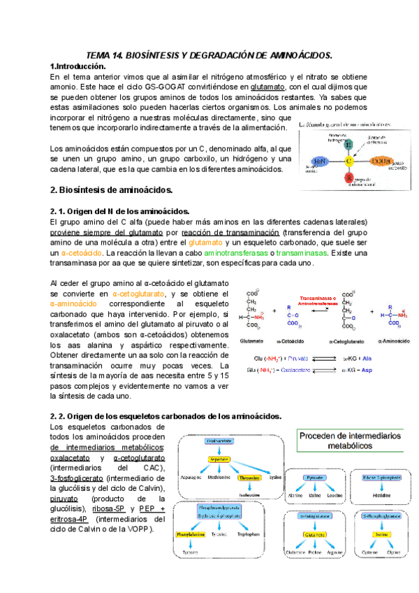 Miniatura del documento TEMA-14-BIOQUIMICA-II.pdf