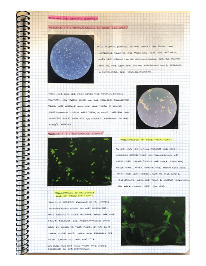 Miniatura del documento Results and Discussions.pdf