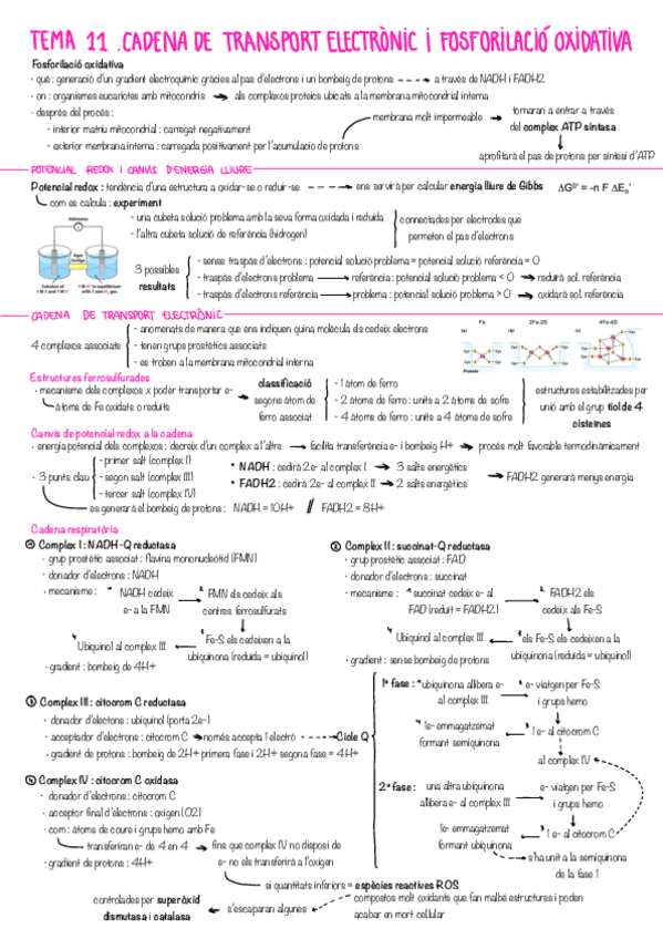 Miniatura del documento resum-bioquimica-T11.pdf