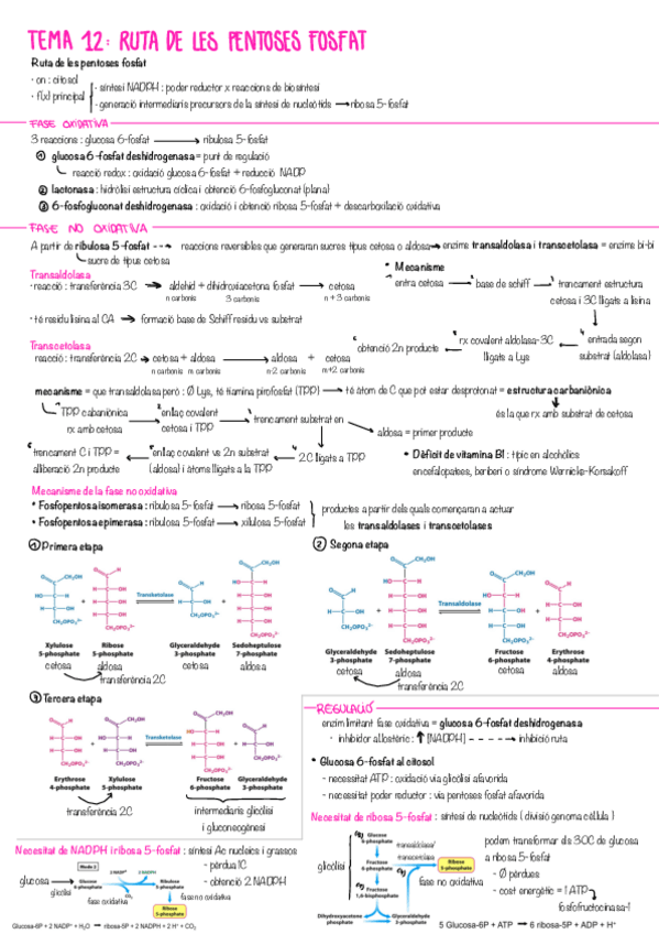 Miniatura del documento resum-bioquimica-T12.pdf