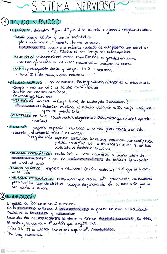 Miniatura del documento SISTEMA-NERVIOSO01.jpg