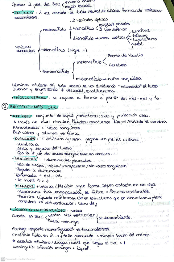 Miniatura del documento SISTEMA-NERVIOSO02.jpg