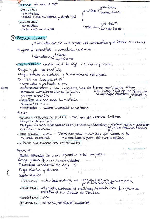 Miniatura del documento SISTEMA-NERVIOSO03.jpg
