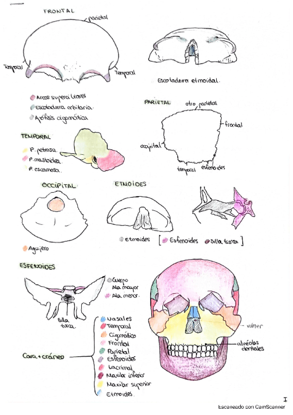 Miniatura del documento SISTEMA-ESQUELETICO-ILUSTRACIONES.pdf