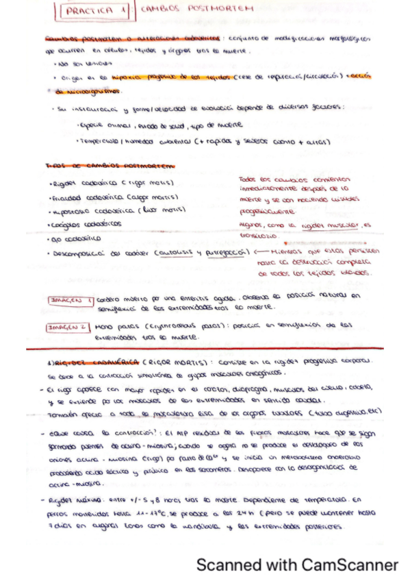 Miniatura del documento Cambios-postmortem-practica-1-apg.pdf