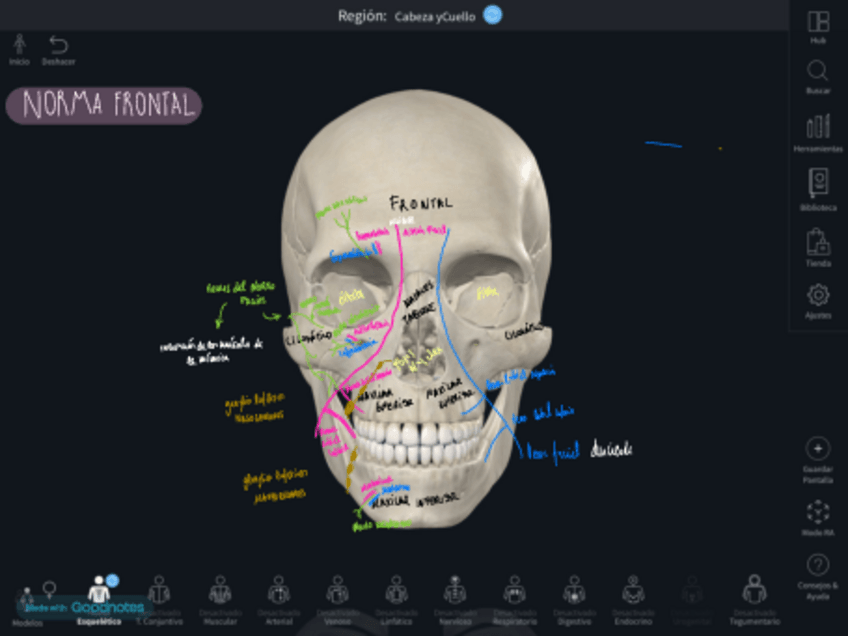 Miniatura del documento Practico-Craneo-Complete-Anatomy.pdf