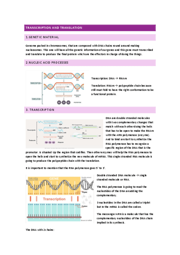 Miniatura del documento T3-Transcription-and-translation.pdf