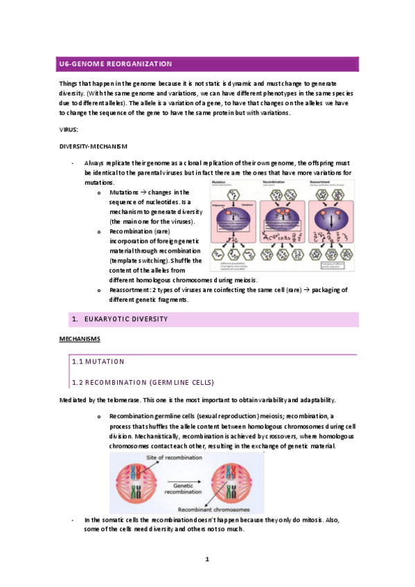 Miniatura del documento U6-genome-rearrengement.pdf
