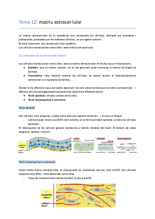 Miniatura del documento tema 12-matriu-extracellular.pdf