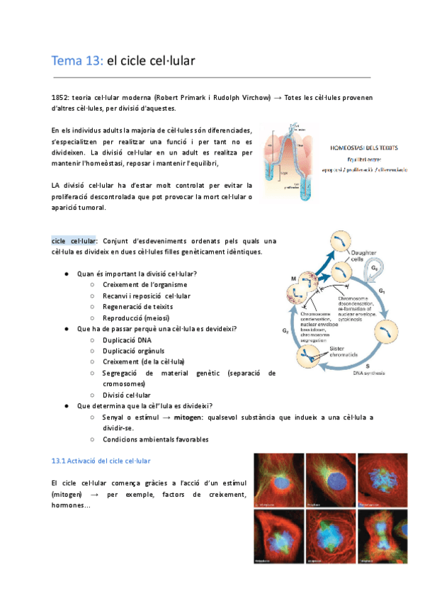 Miniatura del documento tema 13: cicle-cellular.pdf