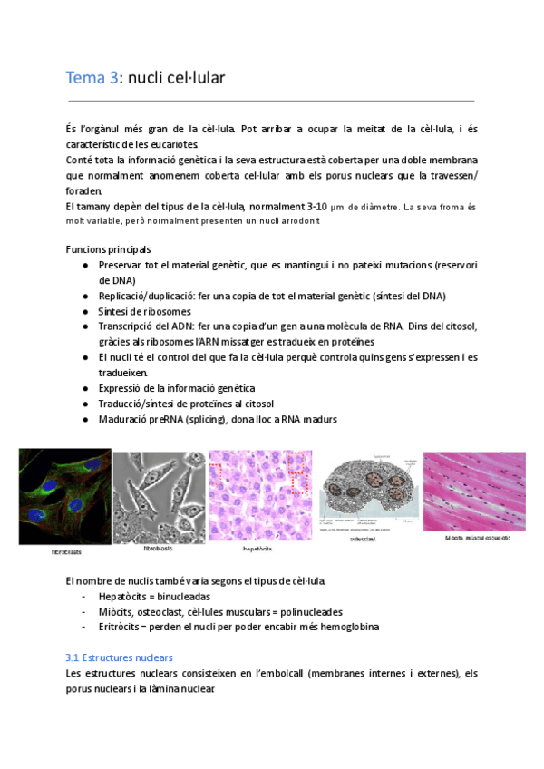 Miniatura del documento Tema-3-nucli-cellular.pdf