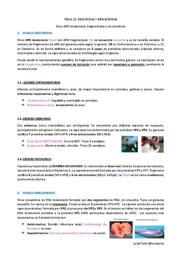 Miniatura del documento Agentes-biologicos-I-T11-Reoviridae-y-Birnaviridae.pdf