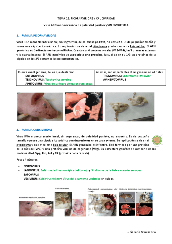 Miniatura del documento Agentes-biologicos-I-T15-Picornaviridae-y-Caliciviridae.pdf
