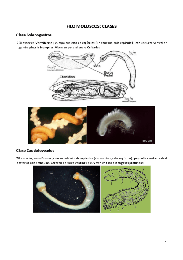 Miniatura del documento Clases-de-Moluscos-informacion-de-los-2-pdf-del-campus.pdf