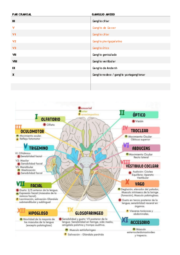 Miniatura del documento par-craneal.pdf