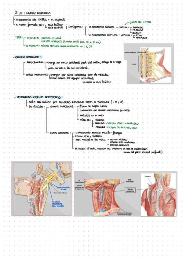 Miniatura del documento XI-nervio-accesorio.pdf
