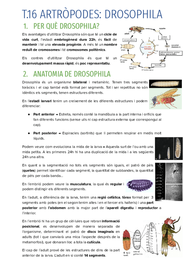 Miniatura del documento T.16-ARTROPODES-DROSOPHILA.pdf