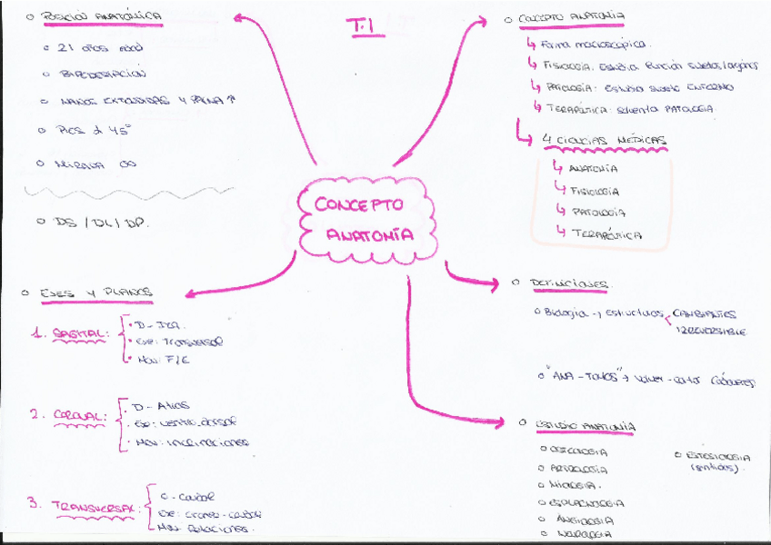 Miniatura del documento MAPAS-MENTALES-1Q-ANATO.pdf