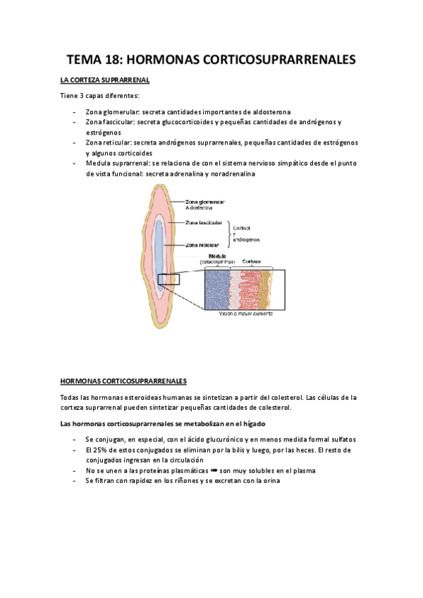 Miniatura del documento FISIOLOGIA-TEMA-18.docx.pdf