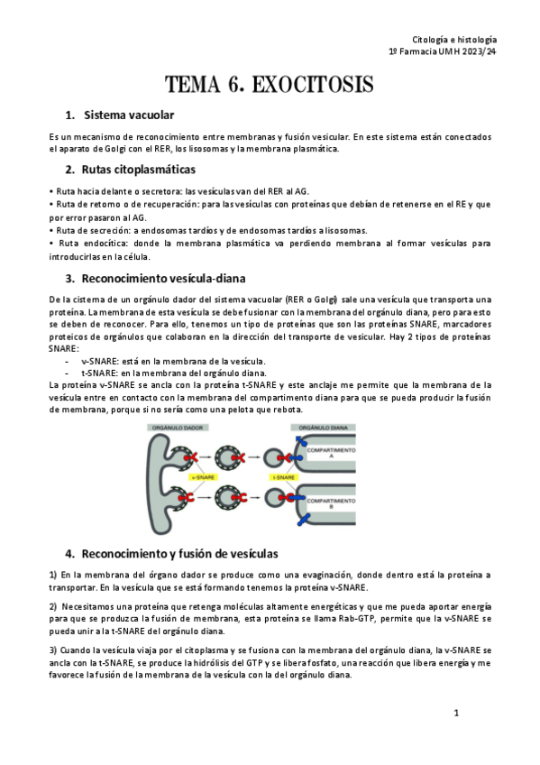 Miniatura del documento TEMA-6.-EXOCITOSIS-CH.pdf