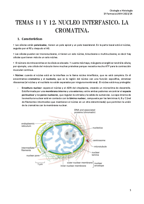 Miniatura del documento TEMA-11-Y-12-.-NUCLEO.-INTERFASICO.-LA-CROMATINA-CH.pdf