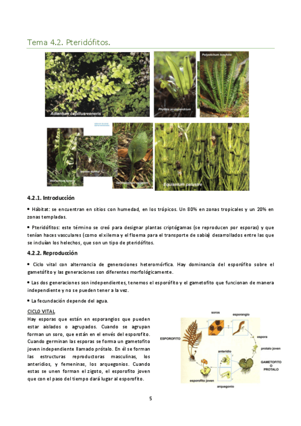 Miniatura del documento Tema-4.2..pdf