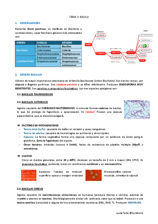 Miniatura del documento Agentes-biologicos-I-T3-Bacilli.pdf