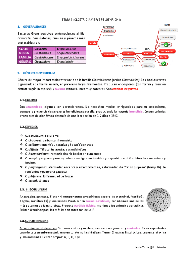 Miniatura del documento Agentes-biologicos-I-T4-Clostridia-y-erypelothrichia.pdf