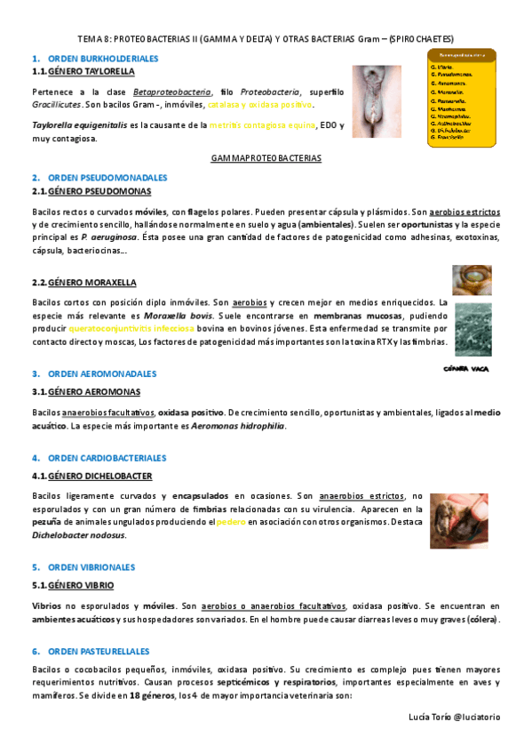 Miniatura del documento Agentes-biologicos-I-T8-Proteobacterias-II-gamma-y-delta-y-Spirochaetes.pdf