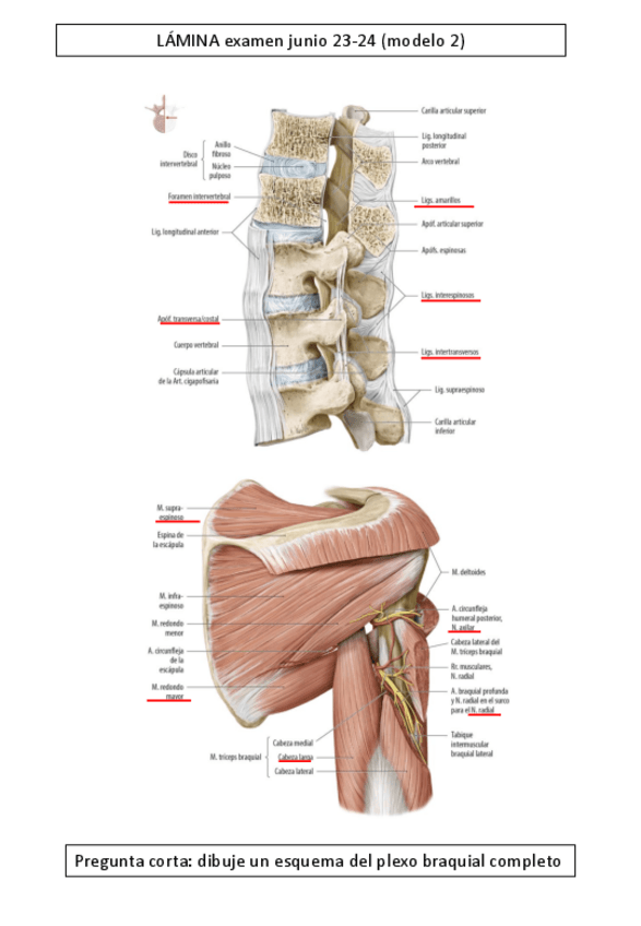 Miniatura del documento Lamina-y-pregunta-corta-examen-23-24-junio-modelo-2.pdf