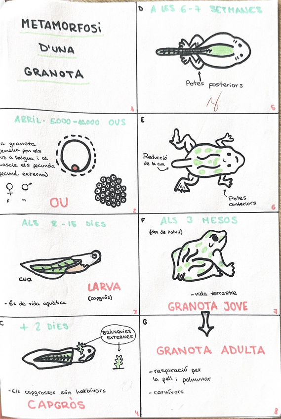 Miniatura del documento Metamorfosi-de-una-rana-1ESO-Naturals.pdf