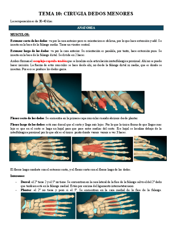 Miniatura del documento TEMA-10-CIRUGIA-DEDOS-MENORES.pdf