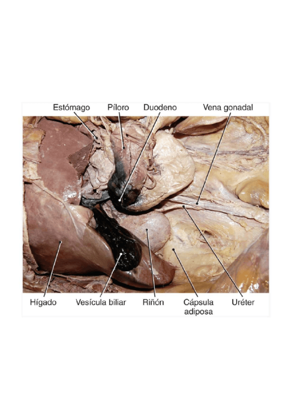 Miniatura del documento EXAMEN-PRACTICO-2024-APARATO-DIGESTIVO.pdf